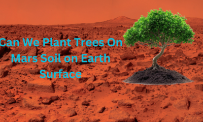 Can-We-Plant-Trees-On-Mars-Soil-on-Earth-Surface.