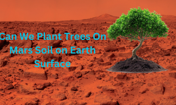 Can-We-Plant-Trees-On-Mars-Soil-on-Earth-Surface.