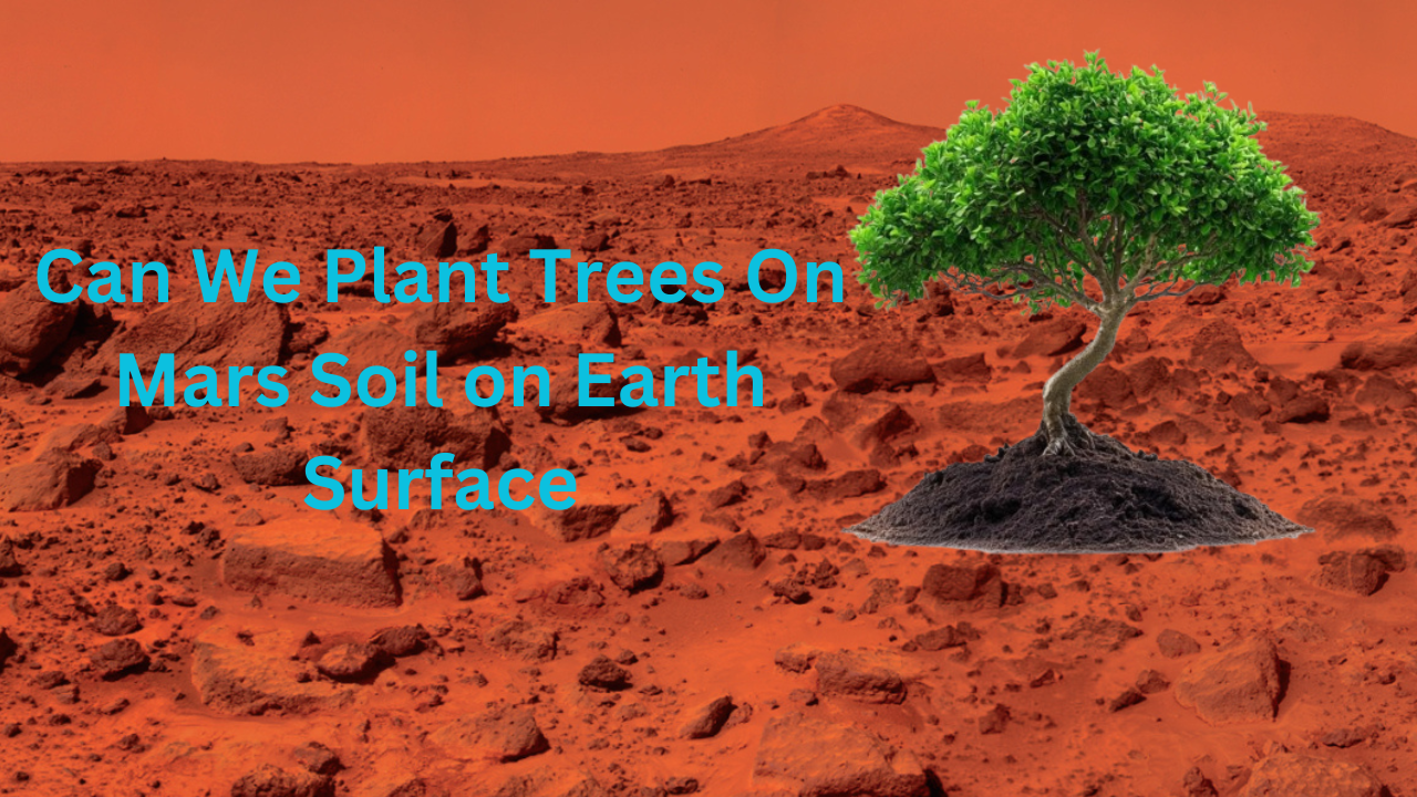 Can-We-Plant-Trees-On-Mars-Soil-on-Earth-Surface.
